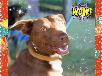 Cachorro raça SRD-ViraLata idade 3 anos nome Alcione