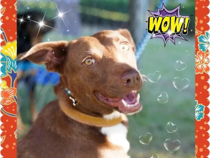 Cachorro ra a SRD-ViraLata idade 3 anos nome Alcione