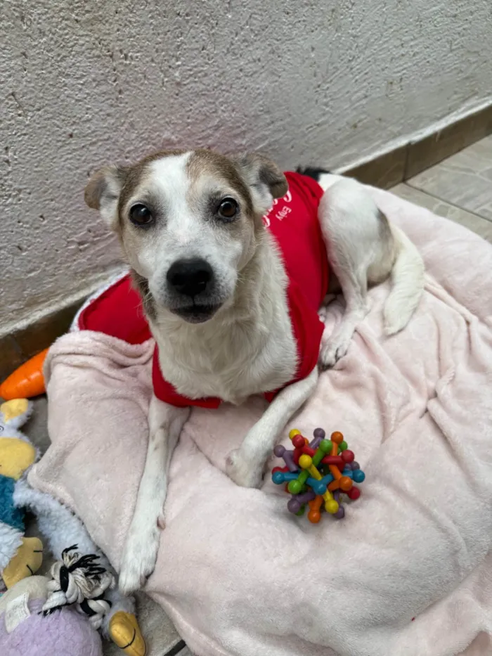 Cachorro ra a SRD-ViraLata idade 6 ou mais anos nome Boo