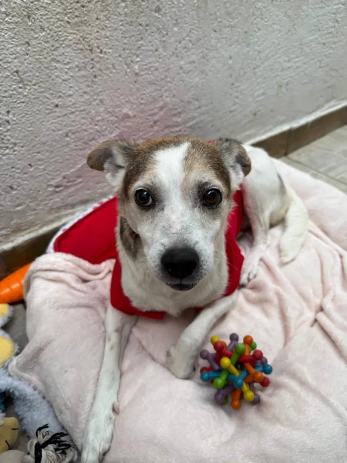 Cachorro ra a SRD-ViraLata idade 6 ou mais anos nome Boo