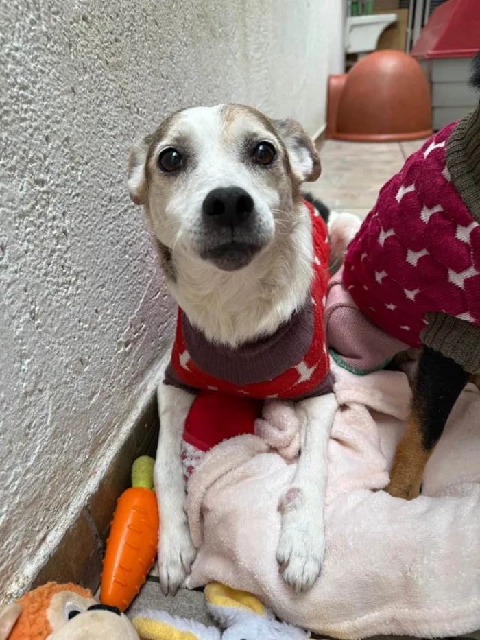 Cachorro ra a SRD-ViraLata idade 6 ou mais anos nome Boo