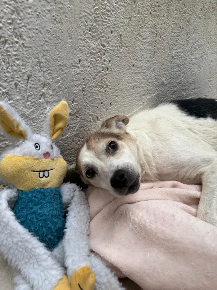Cachorro ra a SRD-ViraLata idade 6 ou mais anos nome Boo
