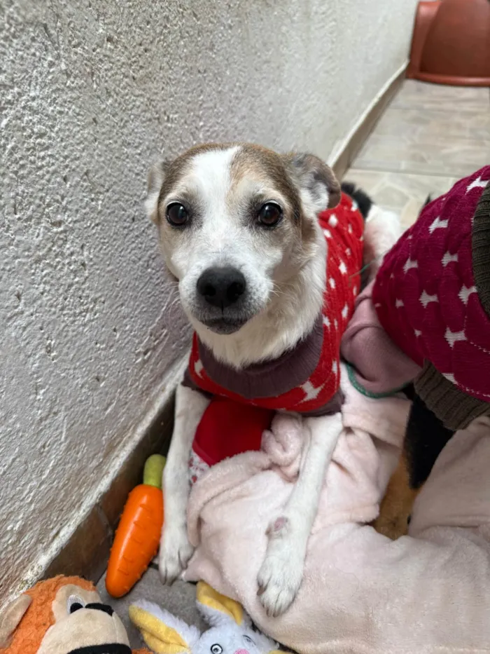 Cachorro ra a SRD-ViraLata idade 6 ou mais anos nome Boo