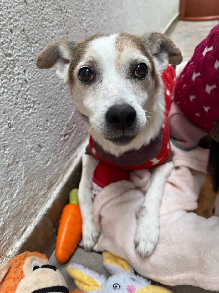 Cachorro ra a SRD-ViraLata idade 6 ou mais anos nome Boo