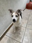 Boo