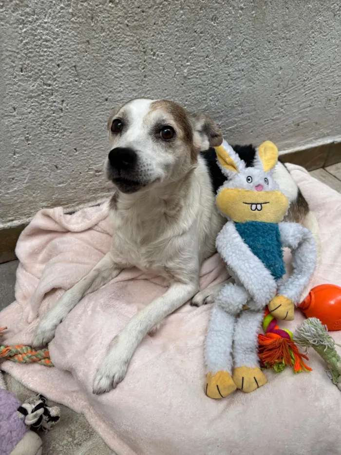 Cachorro ra a SRD-ViraLata idade 6 ou mais anos nome Boo