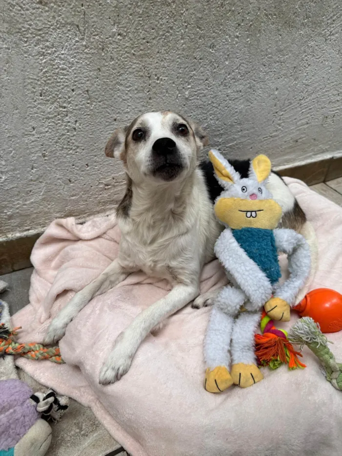 Cachorro ra a SRD-ViraLata idade 6 ou mais anos nome Boo
