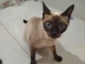Gato raça Siamês idade 7 a 11 meses nome Ninha