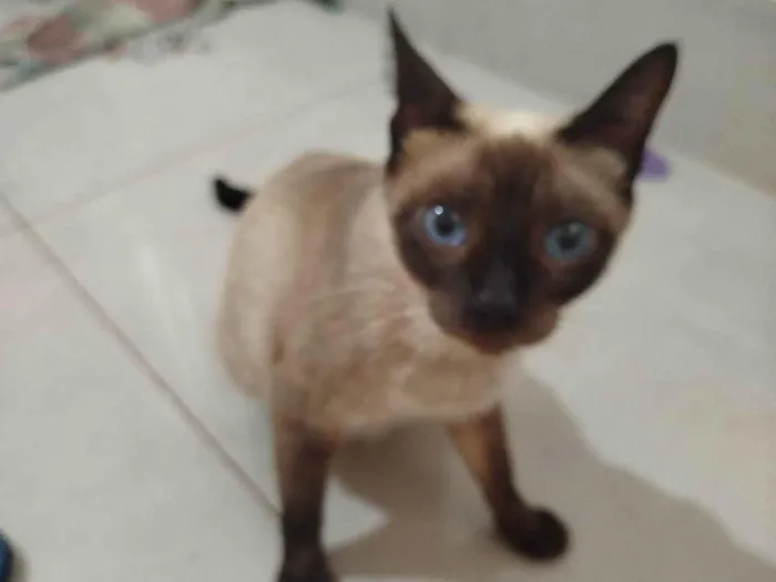 Gato ra a Siamês idade 7 a 11 meses nome Ninha