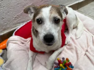 Cachorro raça SRD-ViraLata idade 6 ou mais anos nome Boo