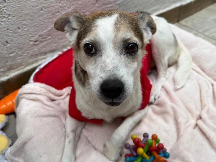 Cachorro ra a SRD-ViraLata idade 6 ou mais anos nome Boo