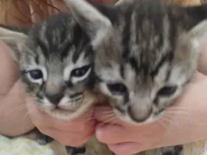 Gato raça SRD-ViraLata idade Abaixo de 2 meses nome Sem nome