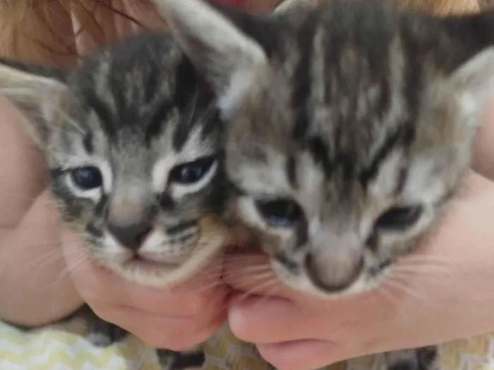 Gato ra a SRD-ViraLata idade Abaixo de 2 meses nome Sem nome