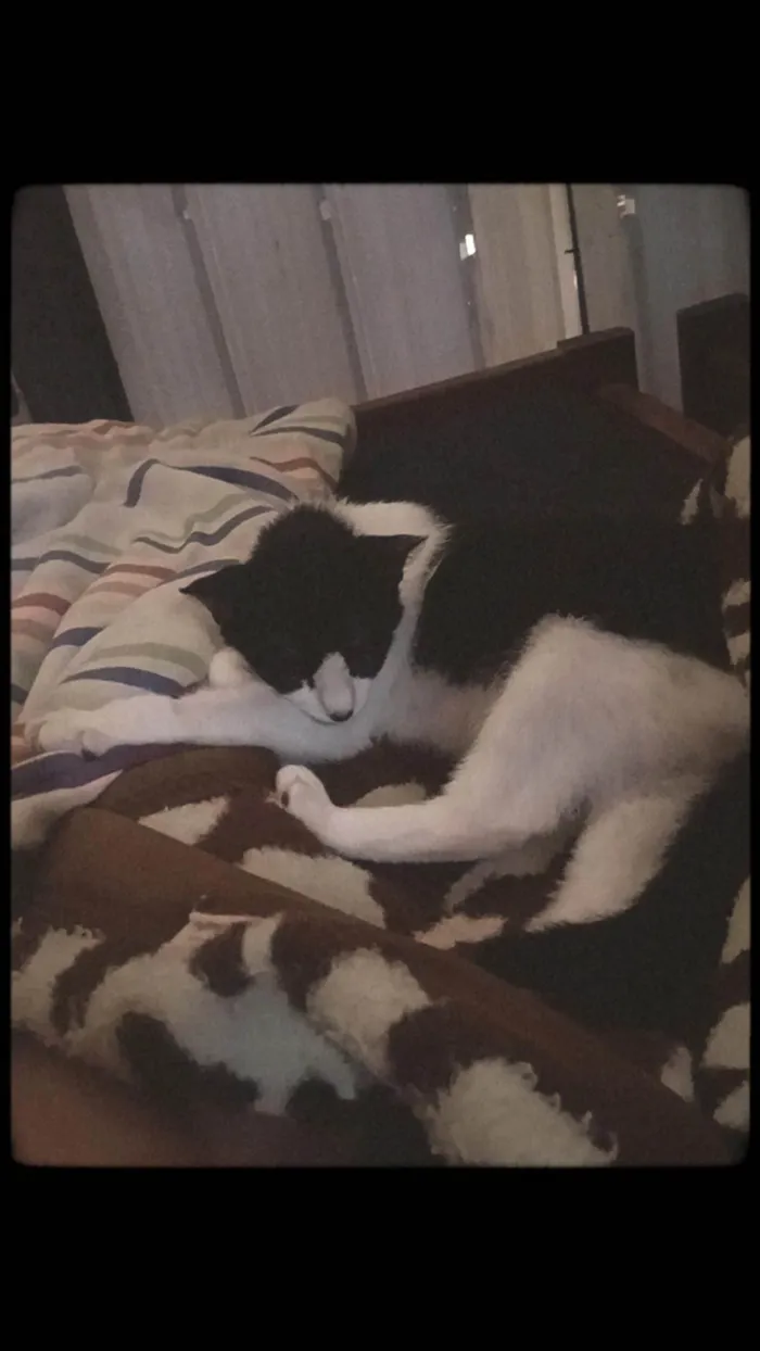 Gato ra a SRD-ViraLata idade 1 ano nome Mia