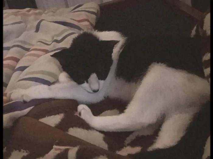 Gato ra a SRD-ViraLata idade 1 ano nome Mia