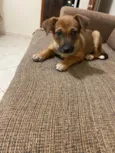 Nala