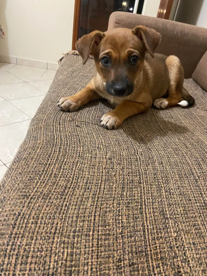 Cachorro ra a SRD-ViraLata idade 2 a 6 meses nome Nala