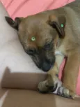 Nala