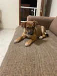 Nala