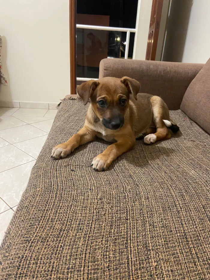 Cachorro ra a SRD-ViraLata idade 2 a 6 meses nome Nala