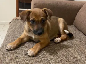 Cachorro raça SRD-ViraLata idade 2 a 6 meses nome Nala