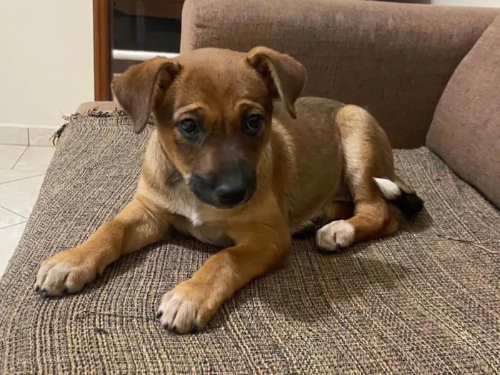Cachorro ra a SRD-ViraLata idade 2 a 6 meses nome Nala