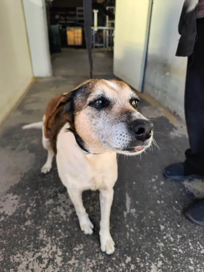 Cachorro ra a SRD-ViraLata idade 3 anos nome Cleo