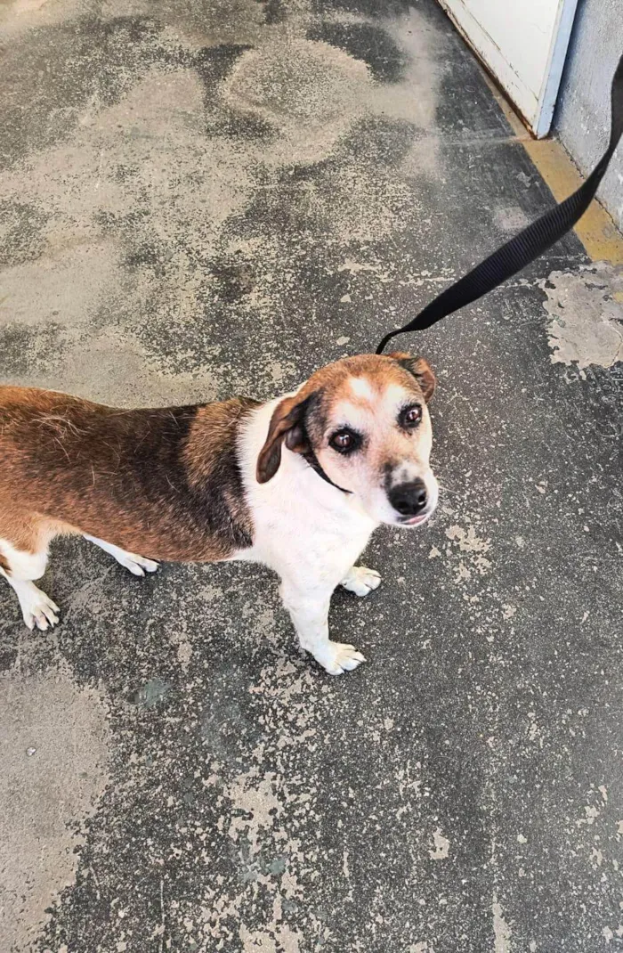 Cachorro ra a SRD-ViraLata idade 3 anos nome Cleo