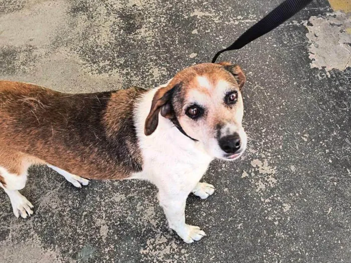 Cachorro ra a SRD-ViraLata idade 3 anos nome Cleo