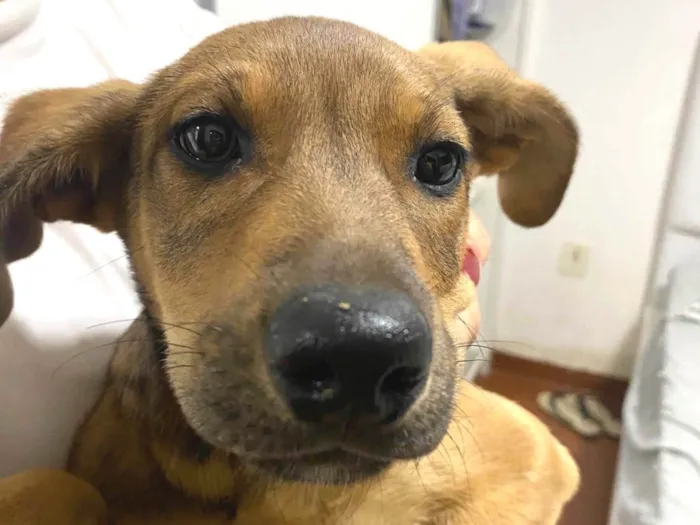 Cachorro ra a SRD-ViraLata idade 2 a 6 meses nome Tinoco