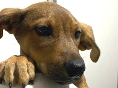 Cachorro raça SRD-ViraLata idade 2 a 6 meses nome Tinoco