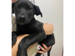 Cachorro raça SRD-ViraLata idade 2 a 6 meses nome Tunico