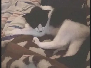 Gato raça SRD-ViraLata idade 1 ano nome Mia