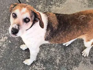Cachorro raça SRD-ViraLata idade 3 anos nome Cleo