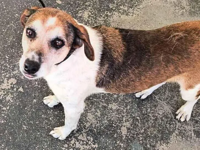 Cachorro ra a SRD-ViraLata idade 3 anos nome Cleo
