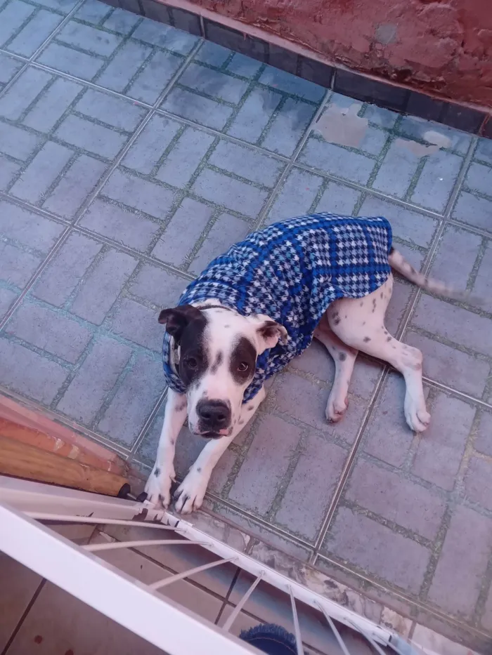 Cachorro ra a Dálmata idade 1 ano nome Hulk