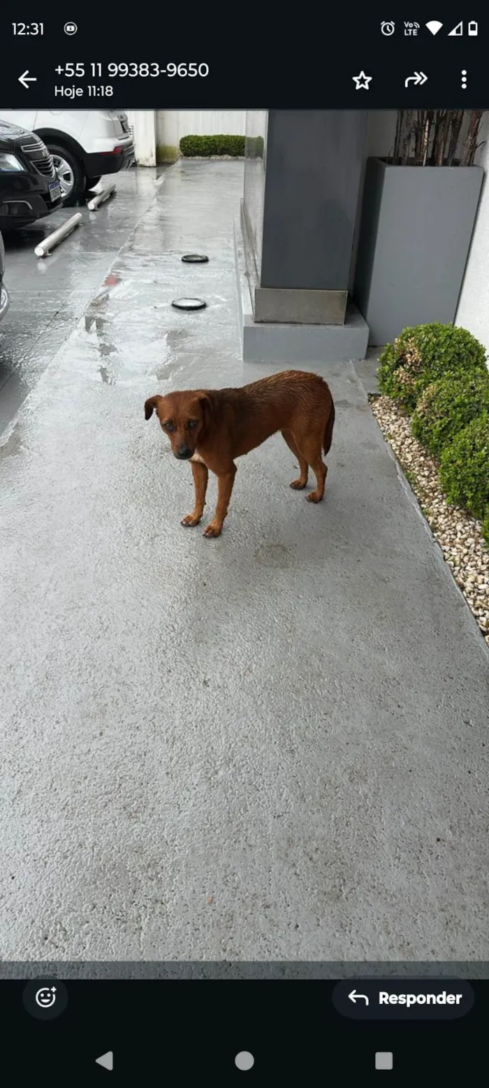 Cachorro ra a SRD-ViraLata idade 7 a 11 meses nome Não tem