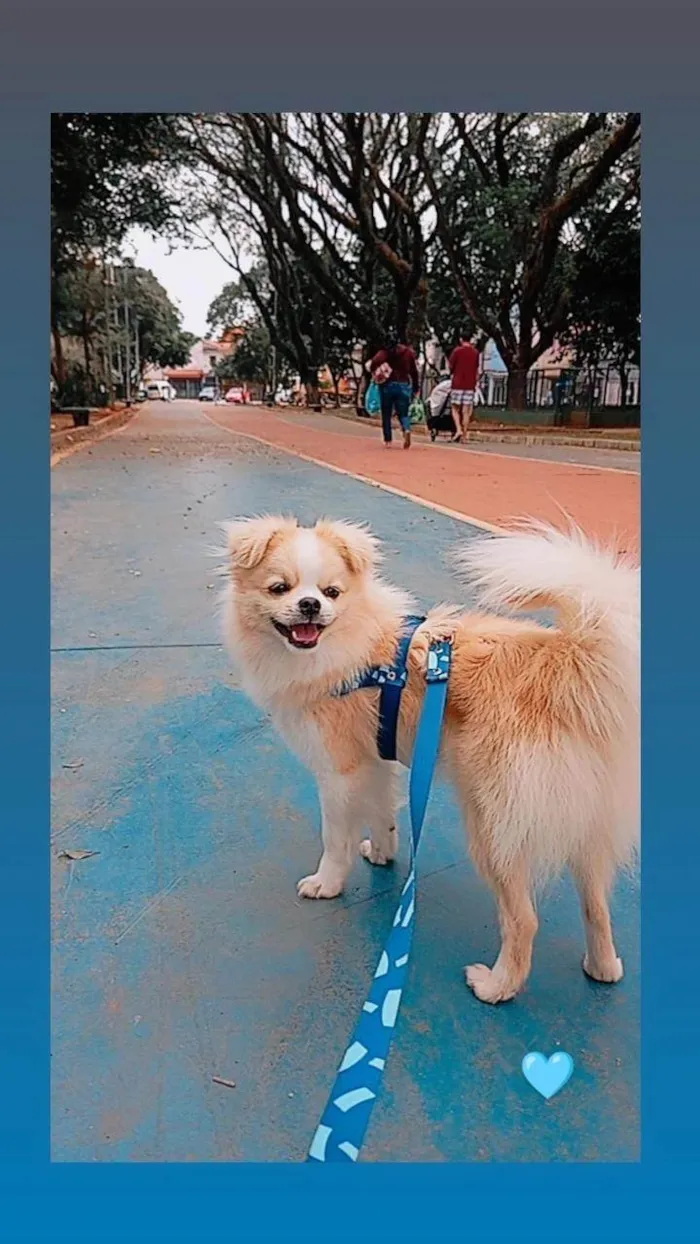 Cachorro ra a SRD-ViraLata idade 2 anos nome Luke