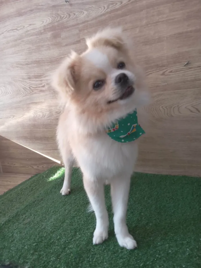 Cachorro ra a SRD-ViraLata idade 2 anos nome Luke