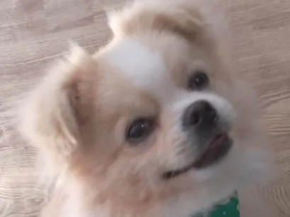 Cachorro raça SRD-ViraLata idade 2 anos nome Luke
