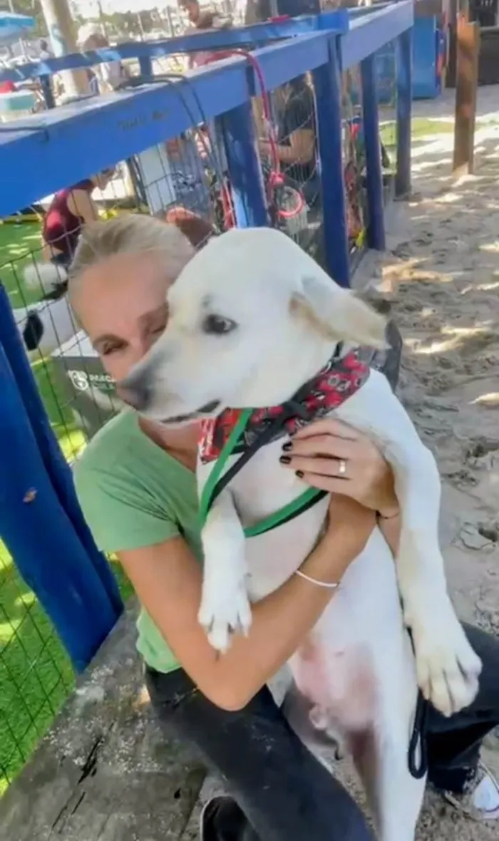 Cachorro ra a Labrador idade 2 anos nome Feliz 