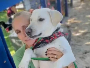 Cachorro raça Labrador idade 2 anos nome Feliz 