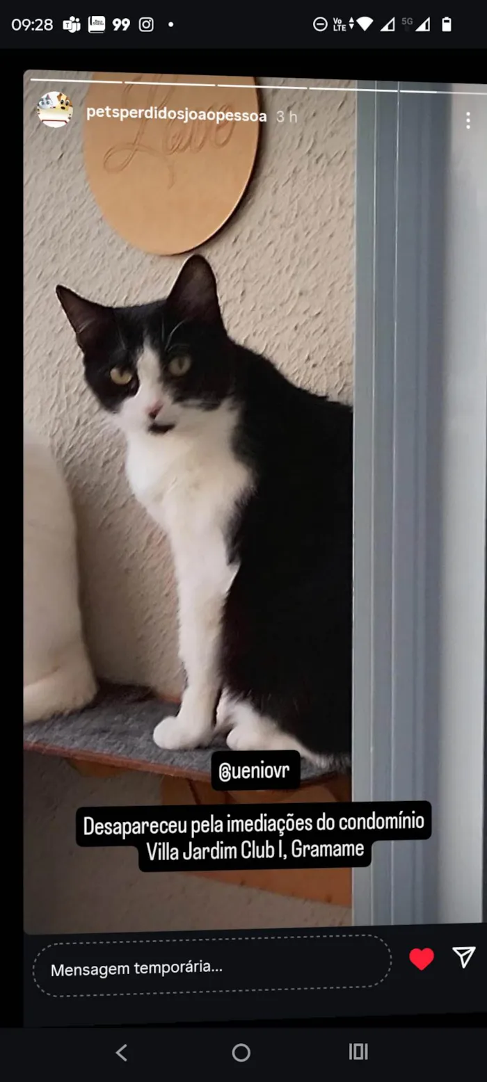 Gato ra a SRD-ViraLata idade 5 anos nome Pérola 