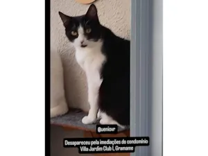 Gato raça SRD-ViraLata idade 5 anos nome Pérola 