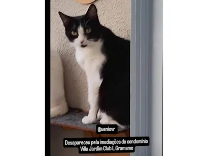 Gato raça SRD-ViraLata idade 5 anos nome Pérola 