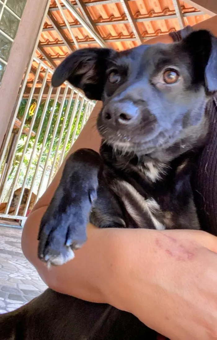 Cachorro ra a SRD-ViraLata idade 2 a 6 meses nome Cacau