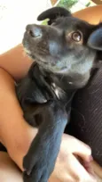 Cacau