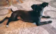 Cacau