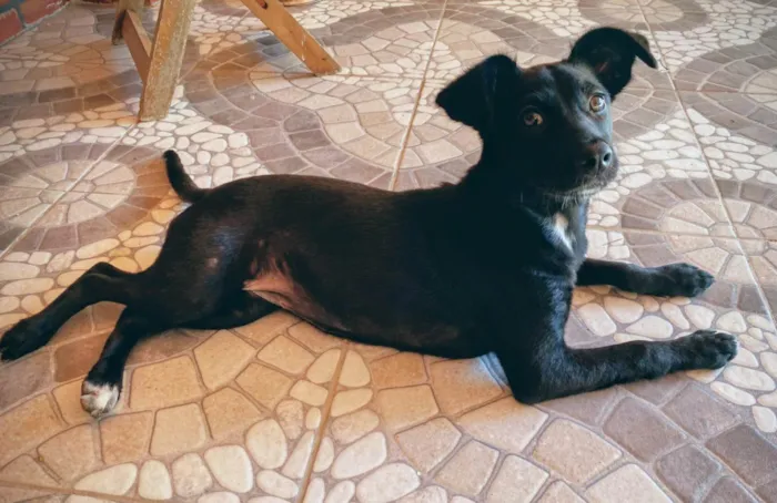 Cachorro ra a SRD-ViraLata idade 2 a 6 meses nome Cacau