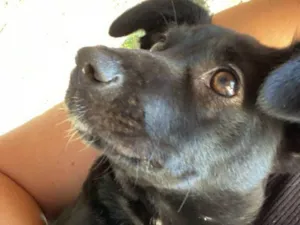 Cachorro raça SRD-ViraLata idade 2 a 6 meses nome Cacau